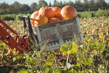 Pumpkins Crate In Farm Tractor