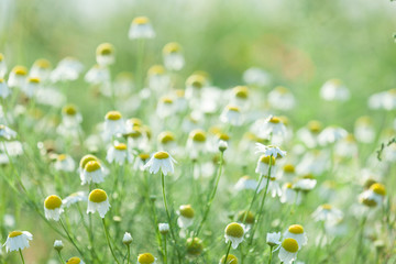 Daisies on the meadow