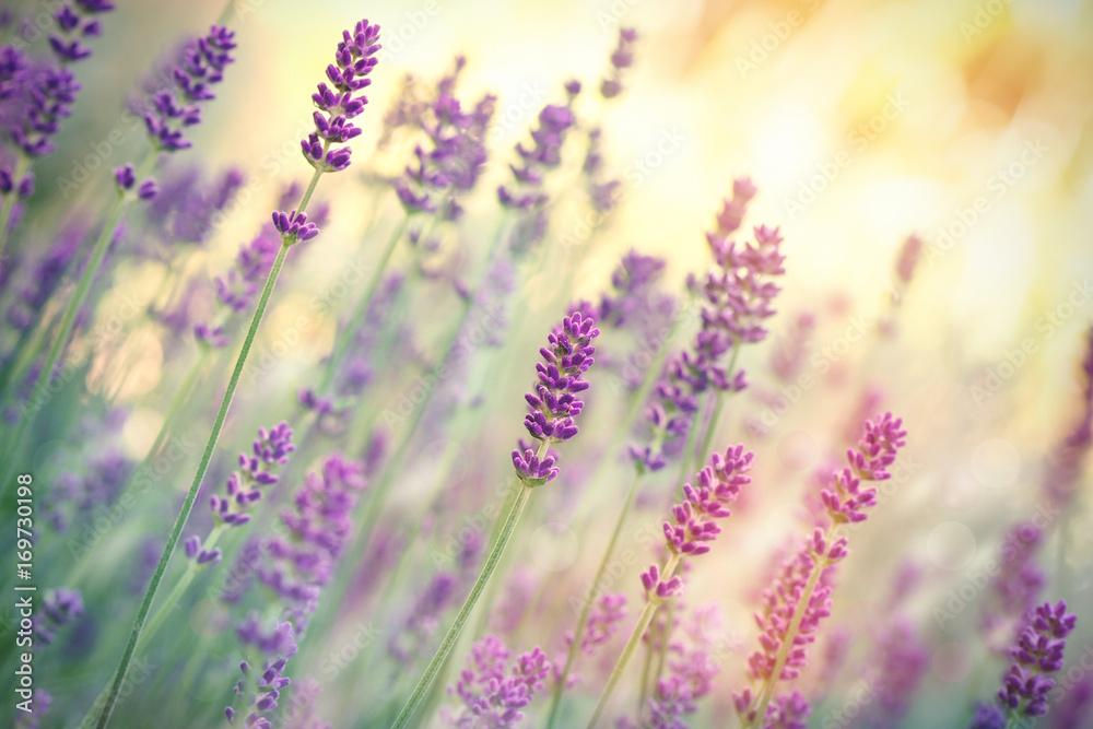 Selective focus on lavender flower, lavender flowers lit by sunlight in flower garden - obrazy, fototapety, plakaty 