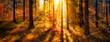 Sonnendurchflutete Waldlichtung im Herbst als Panorama