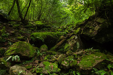 Stones In Moss In  Green Dense Forest