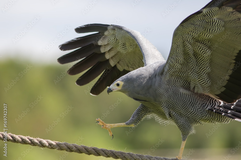 Amazing animal on display. African harrier hawk bird of prey climbing ...
