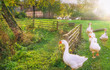 Gaggle of geese exiting a yard - Rustic landscape illustrating the charm of countryside life, with a flock of white geese coming out of the yard, in a single row.