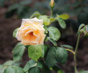 A pale peach rose.