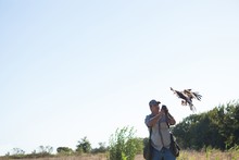 Falconer Looking At Flying Golden Eagle