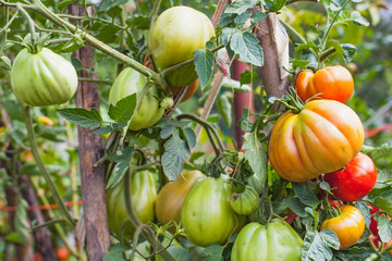 Wall Mural - Ripe tomatoes in the garden