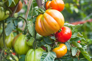 Wall Mural - Ripe tomatoes in the garden