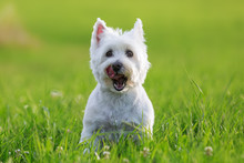 Portrait Of A West Highland Terrier