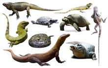 Set Of Reptiles Isolated