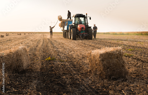 Fotografía Farmers throw hay bales in a tractor trailer - bales of wheat