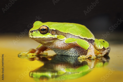 Plakat piękna zielona żaba