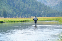 Fly-fisherman Fishing In Madison River, Yellowstone Park