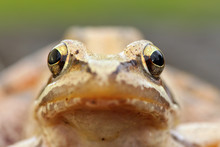 Macro Portrait Of European Grass Frog
