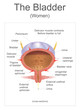 Bladder In the human the bladder is a hollow muscular, and distensible organ, that sits on the pelvic floor. Urine enters the bladder via the ureters and exits via the urethra. Info graphic Vector.