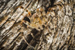 Pająk krzyżak,  Araneus