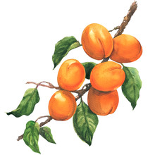 Ripe Apricot Branch With Leaves, Isolated, Watercolor Illustration On White Background
