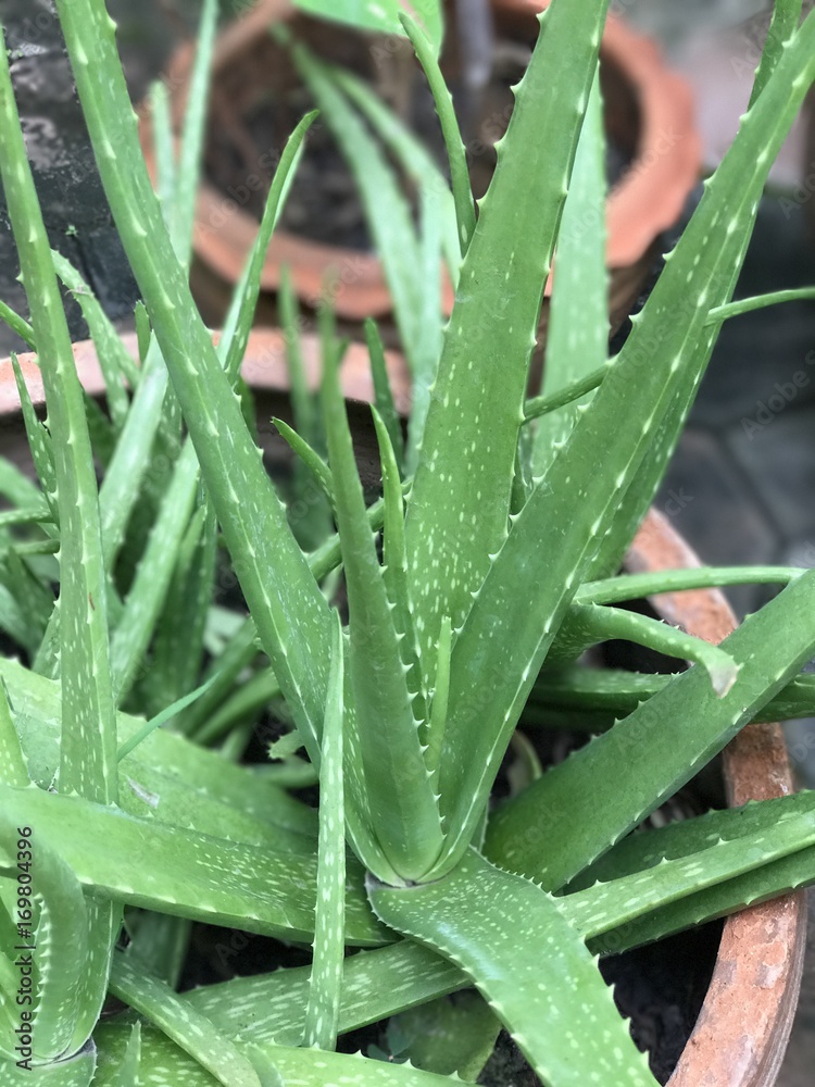 Aloe vera or Burn aloe or Barbados aloe or First aid plant. Stock Photo |  Adobe Stock