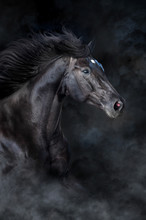 Black Horse Portrait In Motion On Black Background With Fog And Dust