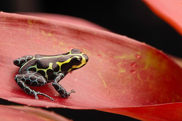 Wall Mural - Poison dart frog, Ranitomeya imitator baja huallaga. A small poisonous animal from the tropical Amazon rain forest of Peru. .