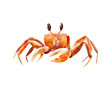 Watercolor illustration, hand drawn orange crab isolated object on white background.