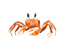 Watercolor Illustration, Hand Drawn Orange Crab Isolated Object On White Background.