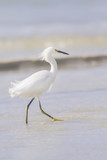 Fototapeta Zwierzęta - Snowy Egret
