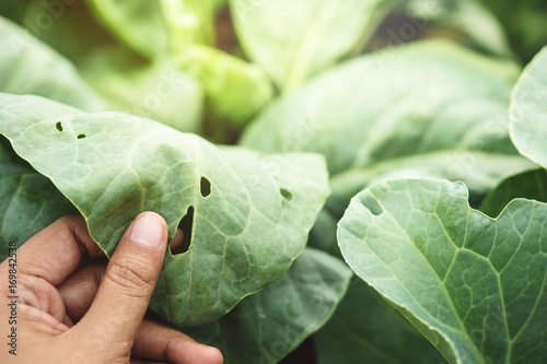 Cuadros en Lienzo Farmer's Hand checking a Vegetable leaf with holes, eaten by pest in Organic Far