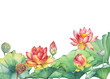 Banner, border of pink lotus flower with leaves, seed head, bud (water lily, Indian lotus, sacred lotus, Egyptian lotus). Watercolor hand drawn painting illustration isolated on white background.