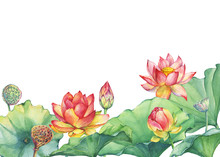 Banner, Border Of Pink Lotus Flower With Leaves, Seed Head, Bud (water Lily, Indian Lotus, Sacred Lotus, Egyptian Lotus). Watercolor Hand Drawn Painting Illustration Isolated On White Background.