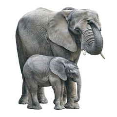 elephant mother and baby on white background. Elephant isolated