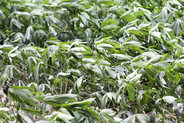 Manihot esculenta, manioc, cassava tree.