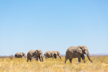 Wall Mural - Etosha National Park, Namibia, wildlife at the waterholes