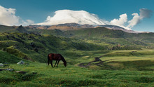 Brown Horse Grazing In Mountain Meadow Valley On Background Of Mount Elbrus