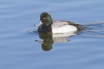 Lesser Scaup Duck