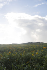 Poster - Beautiful sunflower