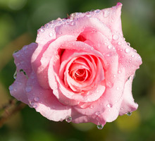 Raindrops On Pink Rose