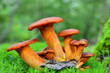 omphalotus olearius mushroom
