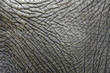Leinwandbild Motiv The skin texture of an old elephant