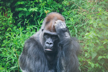 Gorilla Thinking At Zoo