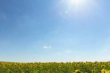 Sunflowers field