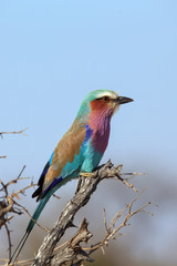lilac breased roller