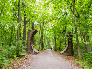 road in the primeval beech forest, hainich national park, germany