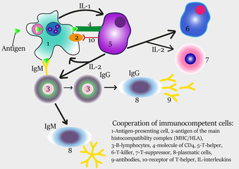 Wall Mural - Cooperation of immune cells 