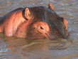 Close up of a partially submerged Hippopotamus with one eye directly above the water - Zambia, Africa