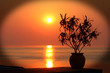 A bright orange sunset with a silhouette of a plant in an oval pot overlooking the ocean in Malawi, with a vignetted frame