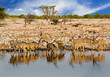 Large Herd of Greater Kudu (Tragelaphus strepsiceros), drinking at a vibrant waterhole in Etosha Natioanl Park, Etosha - Namibia, Africa