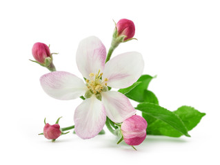 Poster - Apple Flower with buds