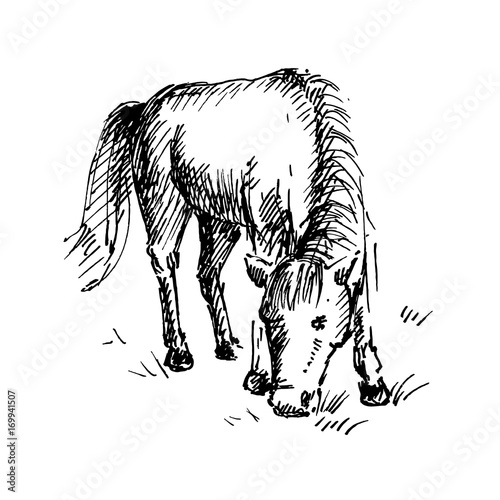 Hand drawn horse. Horse eating grass. Sketch, vector illustration