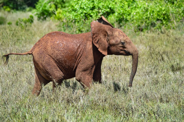 Wall Mural - Small elephant strolling through