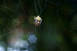 Diadem spider in the web, coloured background